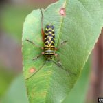 Four Problematic Garden Insects