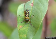 Four Problematic Garden Insects
