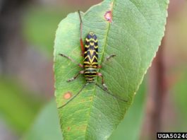 Four Problematic Garden Insects