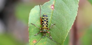 Four Problematic Garden Insects