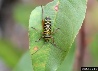 Four Problematic Garden Insects