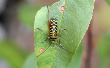 Four Problematic Garden Insects