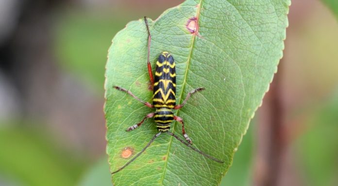 Four Problematic Garden Insects