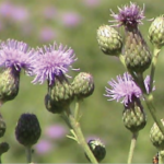 Top Weed Problems for Residential Landscapes