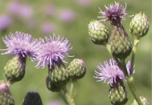 Top Weed Problems for Residential Landscapes