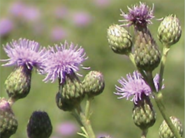Top Weed Problems for Residential Landscapes
