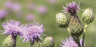 Top Weed Problems for Residential Landscapes