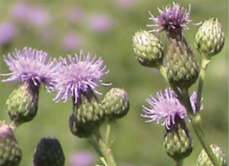 Top Weed Problems for Residential Landscapes