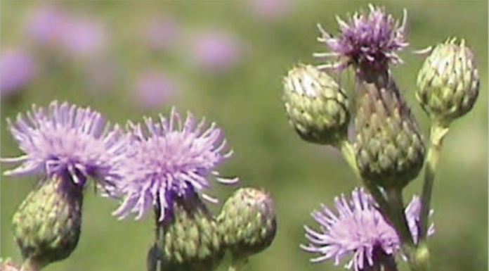 Top Weed Problems for Residential Landscapes