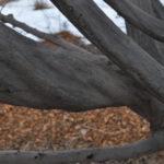 Deciduous Trees for Winter Interest