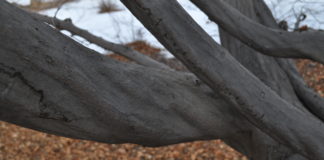 Deciduous Trees for Winter Interest