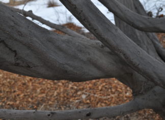 Deciduous Trees for Winter Interest