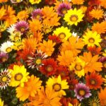 56 of the Easiest Plants to Grow