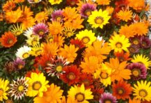 56 of the Easiest Plants to Grow