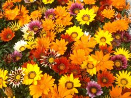 56 of the Easiest Plants to Grow