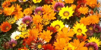 56 of the Easiest Plants to Grow