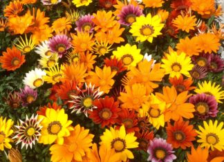 56 of the Easiest Plants to Grow