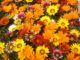 56 of the Easiest Plants to Grow