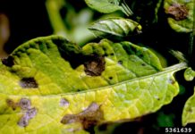 Top 5 Garden Diseases in 2020
