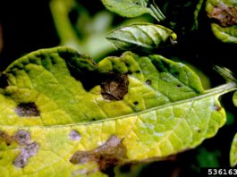Top 5 Garden Diseases in 2020