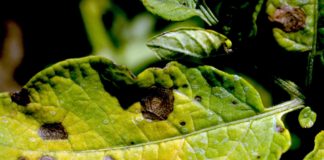 Top 5 Garden Diseases in 2020