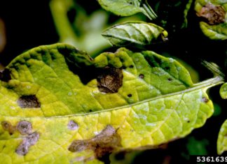 Top 5 Garden Diseases in 2020