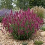 Smart Plant Substitution Solutions for Popular Eastern Plants