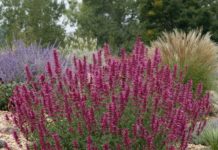 Smart Plant Substitution Solutions for Popular Eastern Plants