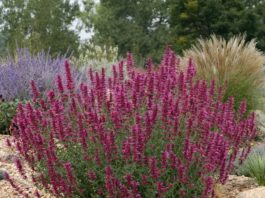 Smart Plant Substitution Solutions for Popular Eastern Plants