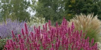 Smart Plant Substitution Solutions for Popular Eastern Plants