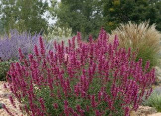 Smart Plant Substitution Solutions for Popular Eastern Plants