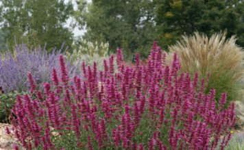 Smart Plant Substitution Solutions for Popular Eastern Plants