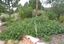 What Customers Need to Know before Plant Purchases