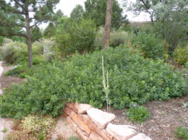 What Customers Need to Know before Plant Purchases