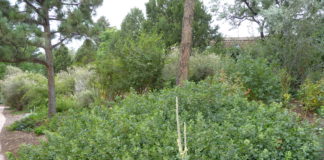 What Customers Need to Know before Plant Purchases