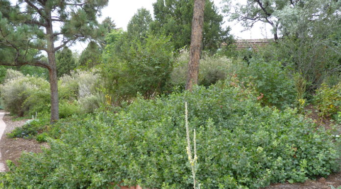 What Customers Need to Know before Plant Purchases