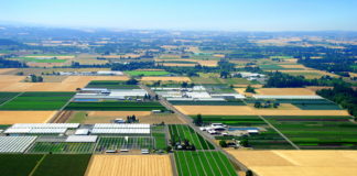 Woodburn Nursery and Azaleas, Inc.: A Strong Commitment to High-Quality Plants