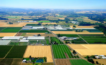 Woodburn Nursery and Azaleas, Inc.: A Strong Commitment to High-Quality Plants