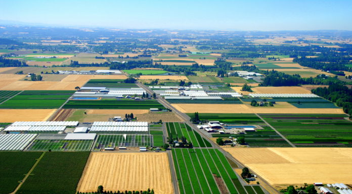 Woodburn Nursery and Azaleas, Inc.: A Strong Commitment to High-Quality Plants