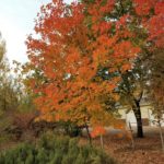 Update on Heritage Arboretum at Colorado State University