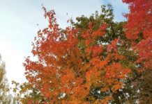 Update on Heritage Arboretum at Colorado State University