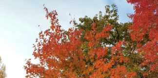 Update on Heritage Arboretum at Colorado State University