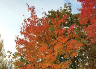 Update on Heritage Arboretum at Colorado State University