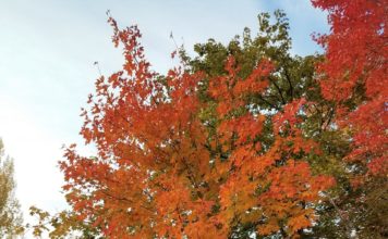 Update on Heritage Arboretum at Colorado State University