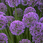 12 Plant Picks for 2022 Orders