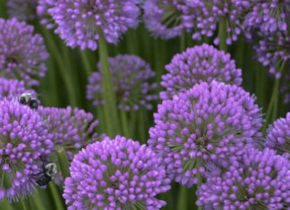 12 Plant Picks for 2022 Orders