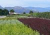Petree Nursery & Greenhouses: Oldest & Largest Garden Center in Taos