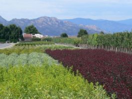 Petree Nursery & Greenhouses: Oldest & Largest Garden Center in Taos