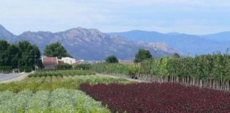 Petree Nursery & Greenhouses: Oldest & Largest Garden Center in Taos