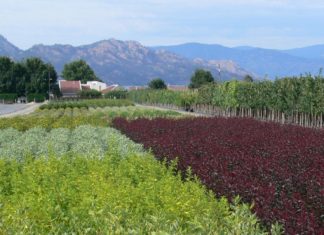 Petree Nursery & Greenhouses: Oldest & Largest Garden Center in Taos
